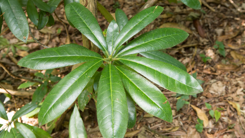 Rhododendron ponticum blad