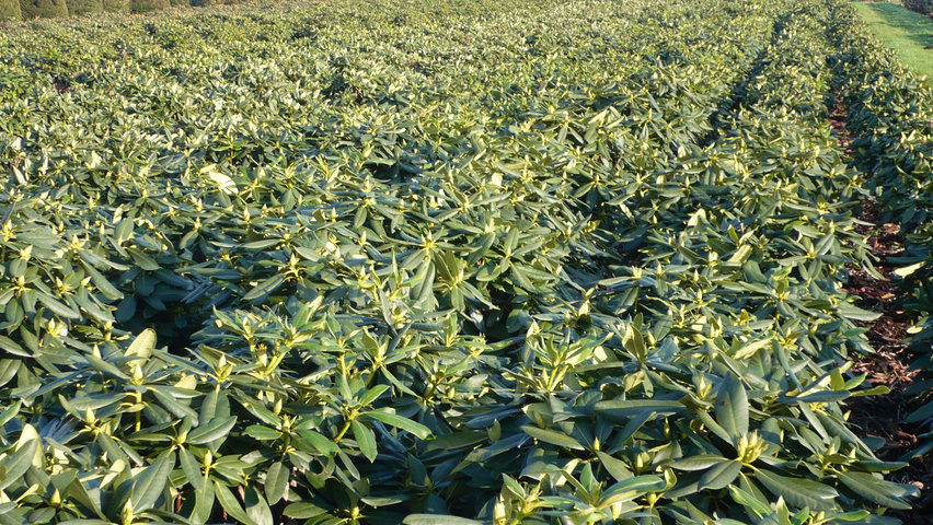 Rhododendron 'Roseum Elegans' Кустарники-солитеры