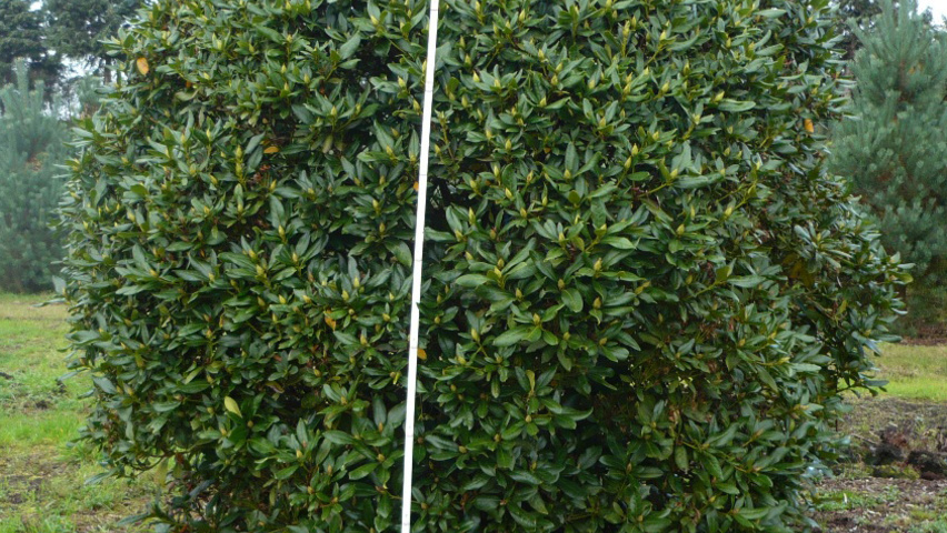 Rhododendron 'Roseum Elegans' Кустарники-солитеры