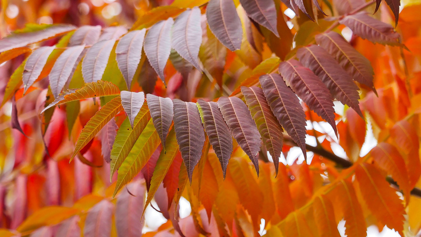 Rhus typhina осенняя  листьев