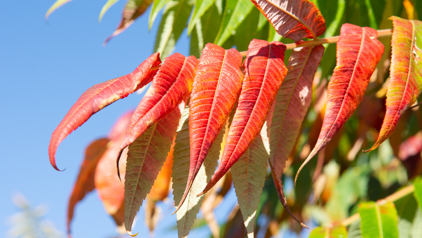 Rhus typhina осенняя  листьев