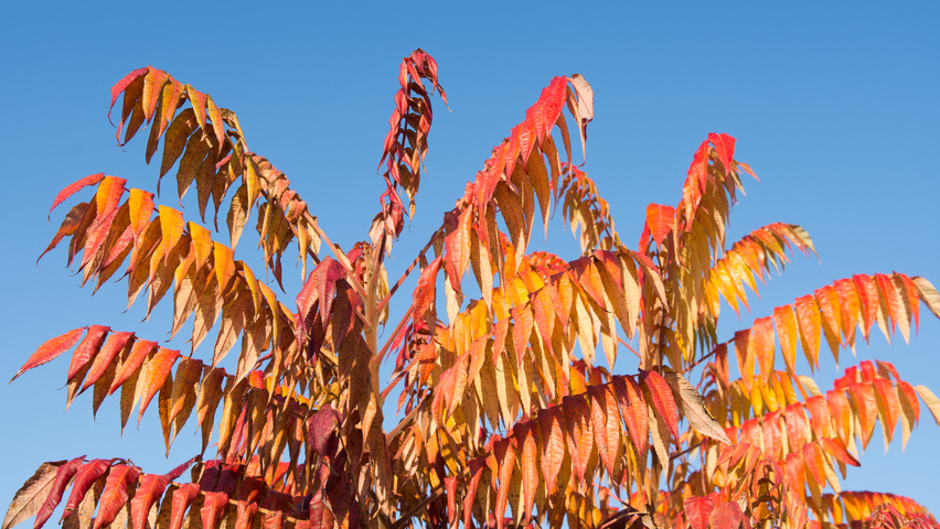 Rhus typhina осенняя  листьев