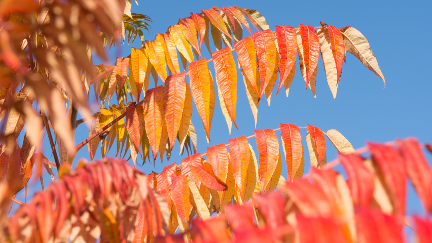 Rhus typhina осенняя  листьев