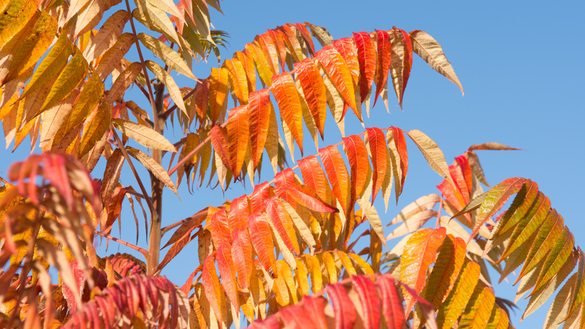 Rhus typhina осенняя  листьев
