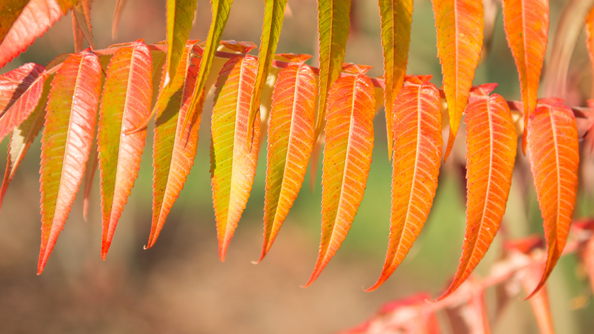 Rhus typhina осенняя  листьев