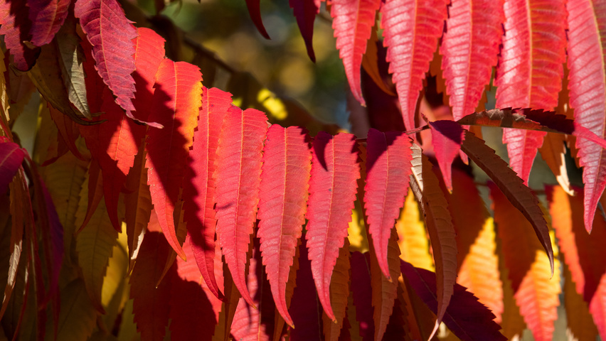 Rhus typhina осенняя  листьев