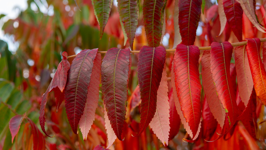 Rhus typhina осенняя  листьев