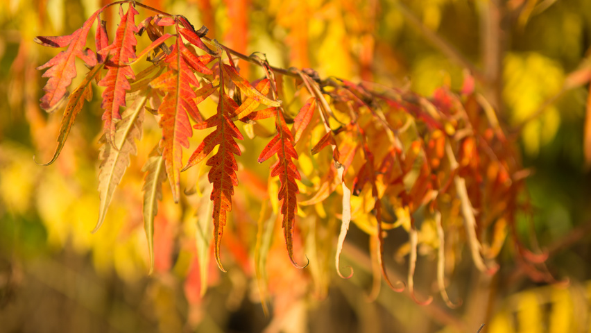 Rhus typhina 'Bailtiger' liście jesienią