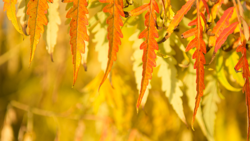 Rhus typhina 'Bailtiger' liście jesienią