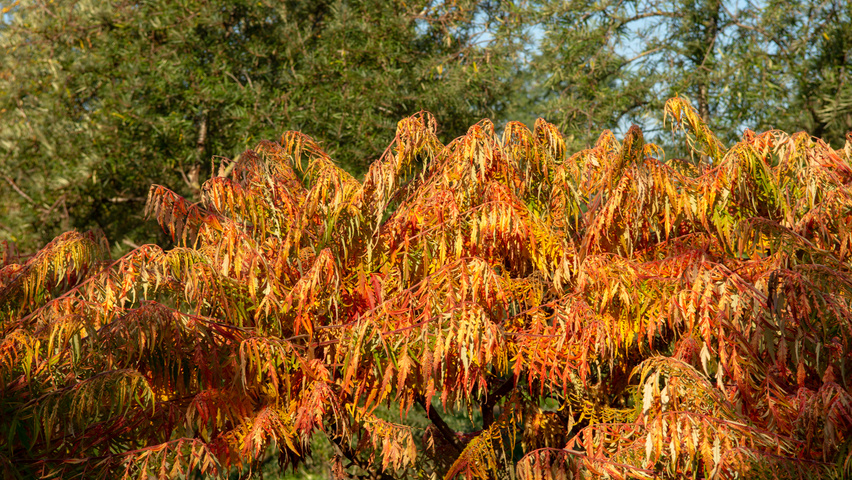 Rhus typhina 'Bailtiger' liście jesienią