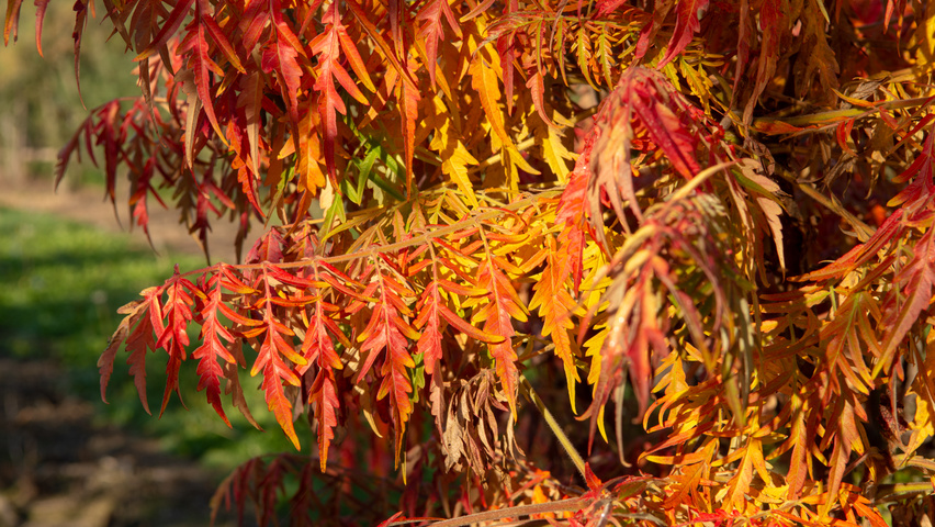Rhus typhina 'Bailtiger' liście jesienią