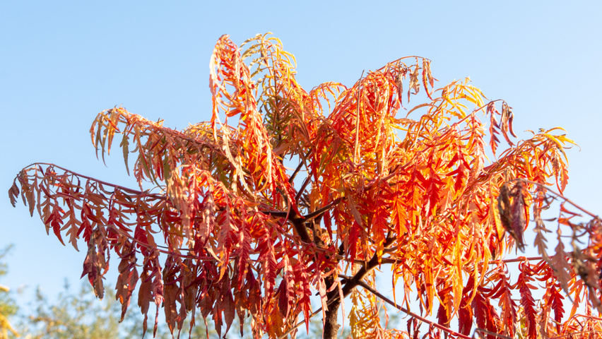 Rhus typhina 'Bailtiger' liście jesienią