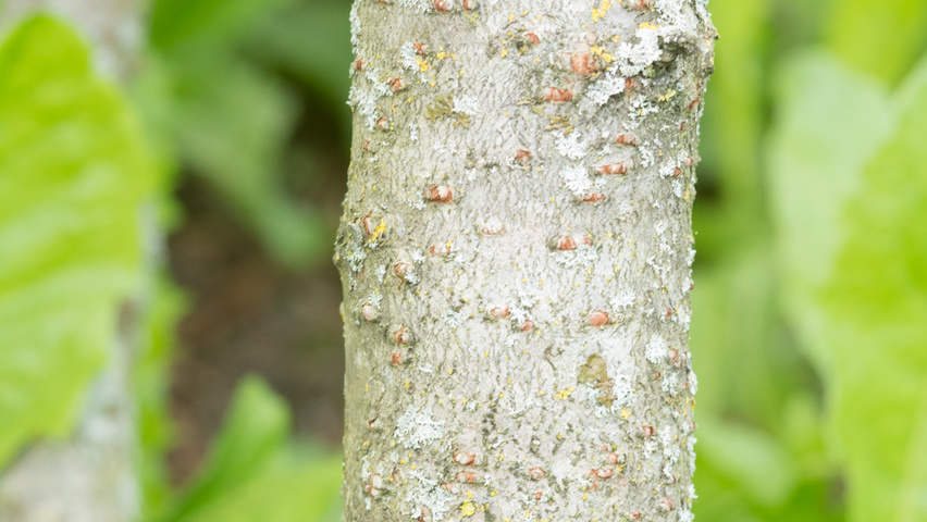 Rhus typhina 'Bailtiger' kora