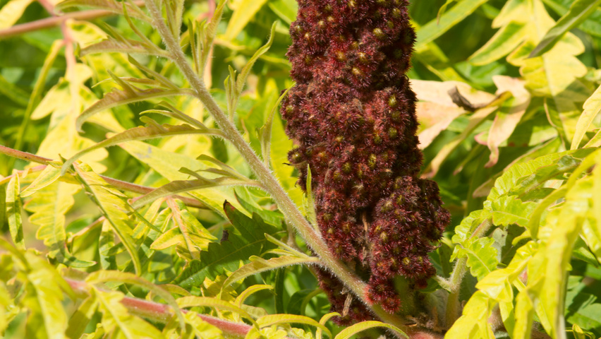 Rhus typhina 'Bailtiger' kwiaty