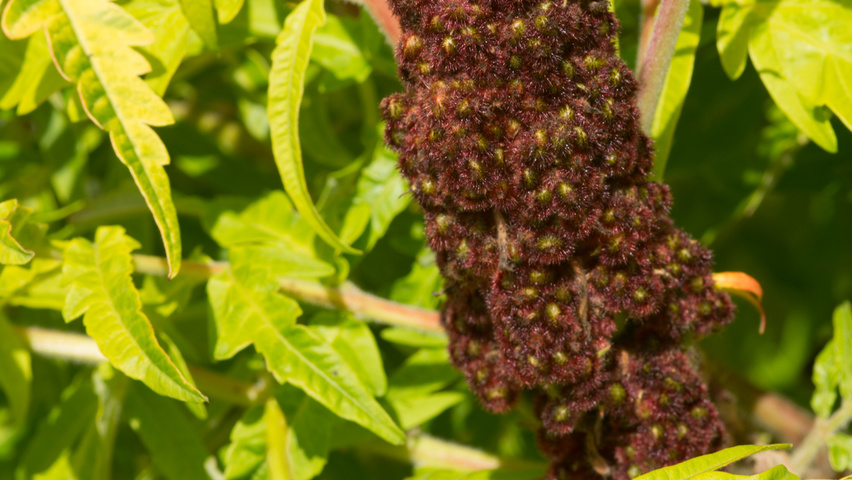 Rhus typhina 'Bailtiger' kwiaty