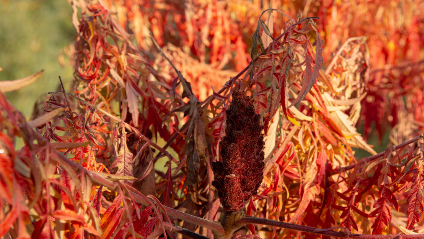Rhus typhina 'Bailtiger' kwiaty