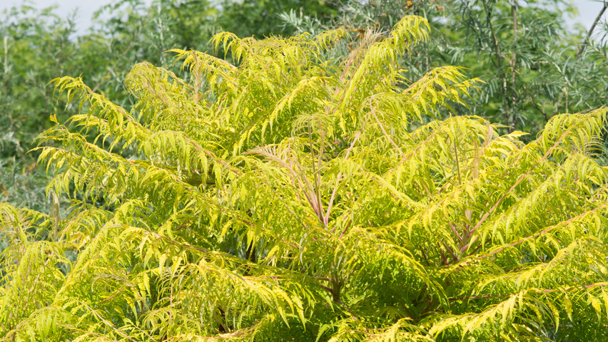 Rhus typhina 'Bailtiger' liście
