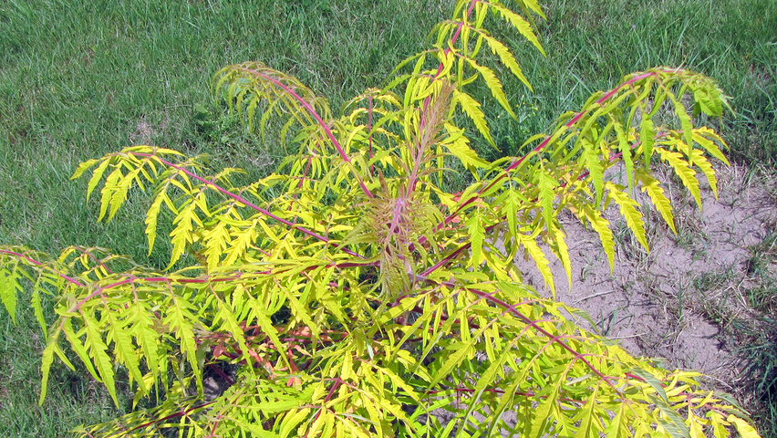 Rhus typhina 'Bailtiger' liście