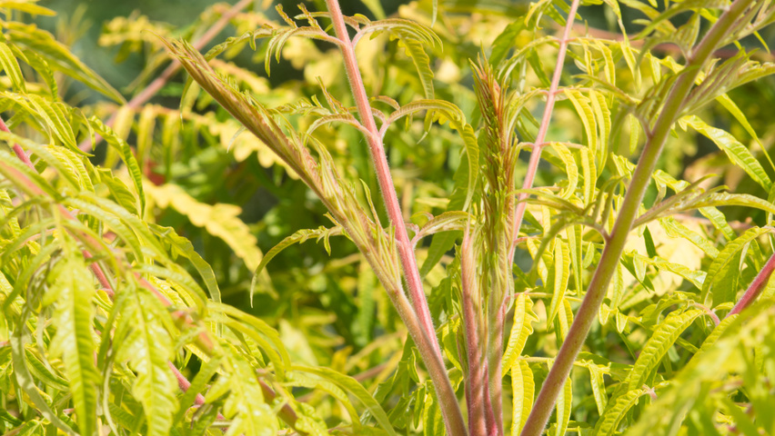 Rhus typhina 'Bailtiger' liście