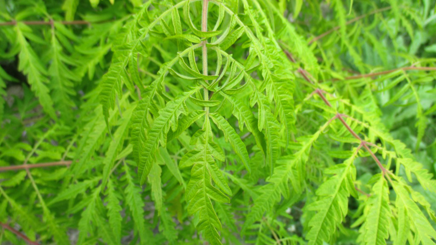 Rhus typhina 'Bailtiger' liście