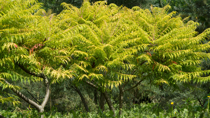 Rhus typhina 'Bailtiger' wielopniowy