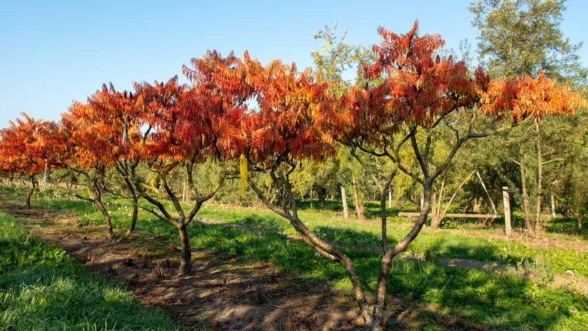 rhus tiger eyes
