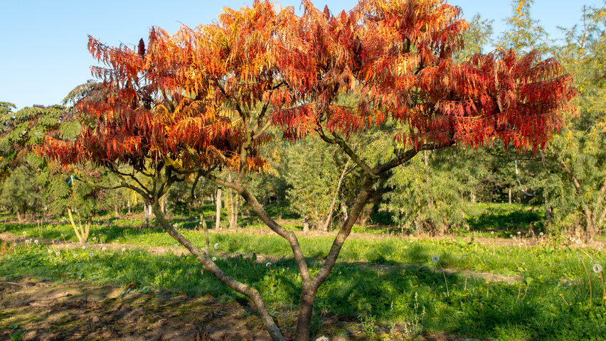 Rhus typhina 'Bailtiger' wielopniowy