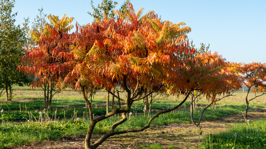 Rhus typhina 'Bailtiger' wielopniowy