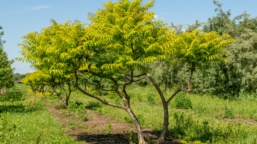 Rhus typhina 'Bailtiger' wielopniowy