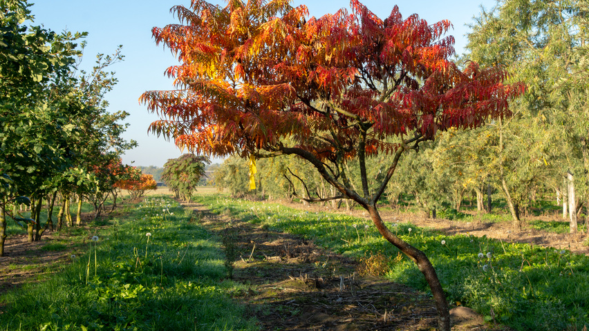 Rhus typhina 'Bailtiger' krzewy soliterowe