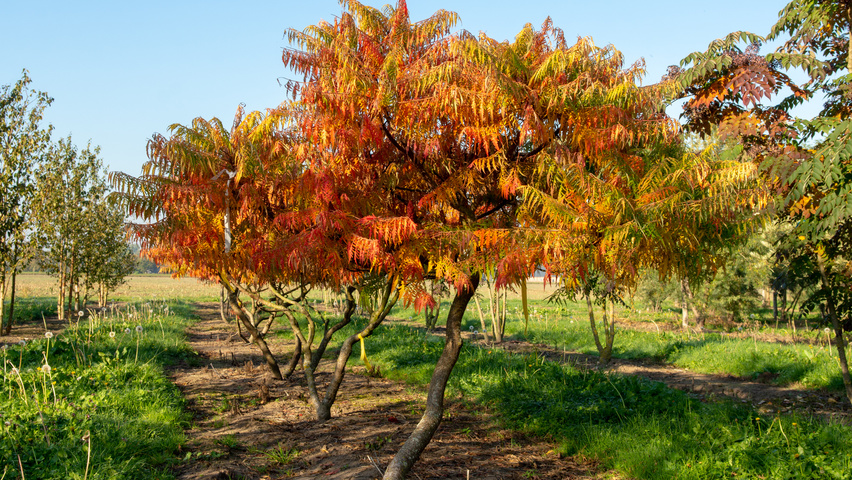 Rhus typhina 'Bailtiger' krzewy soliterowe