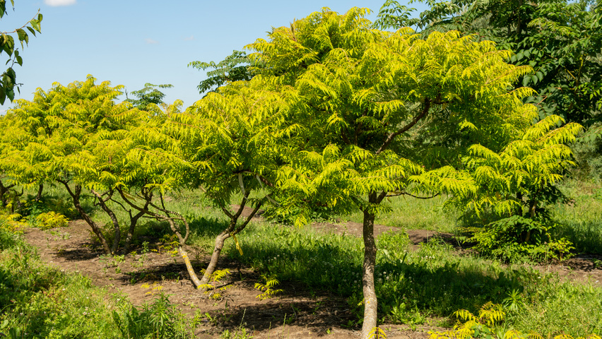 Rhus typhina 'Bailtiger' krzewy soliterowe