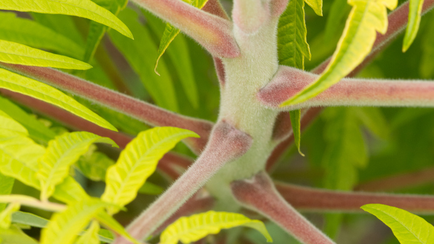 Rhus typhina 'Bailtiger' pędy
