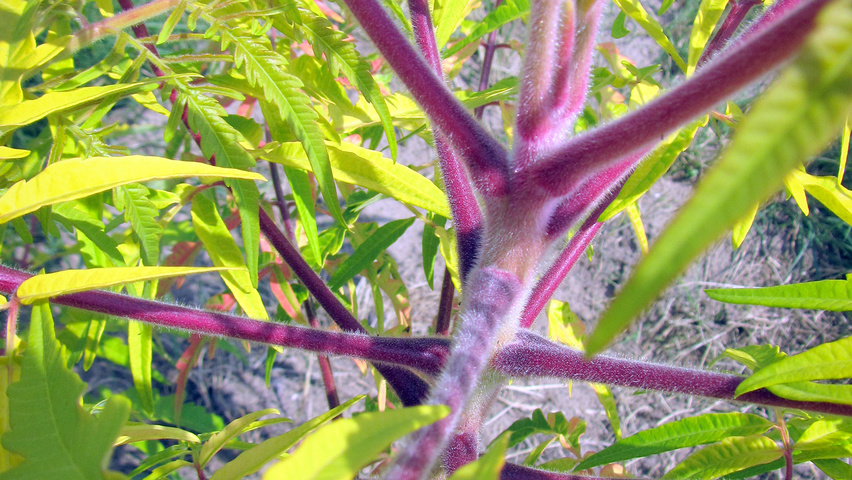 Rhus typhina 'Bailtiger' pędy