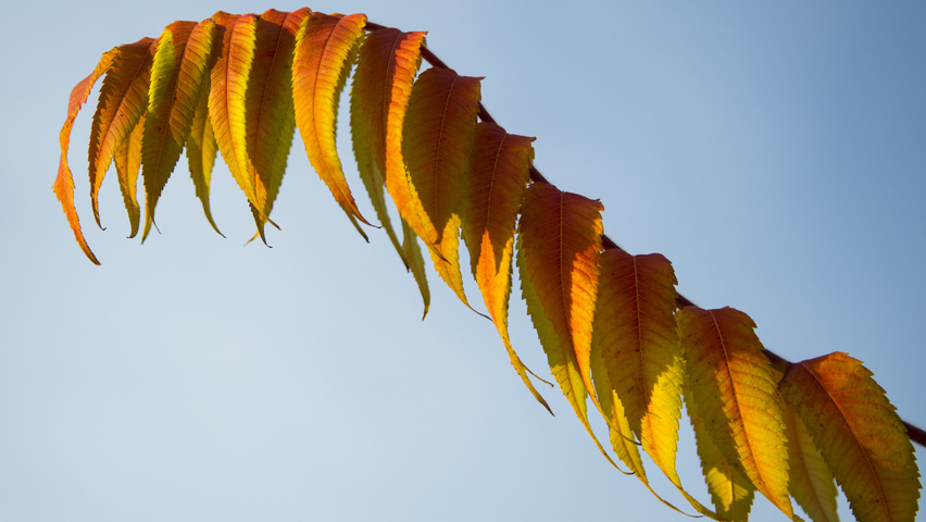 Rhus typhina 'Dissecta' liście jesienią