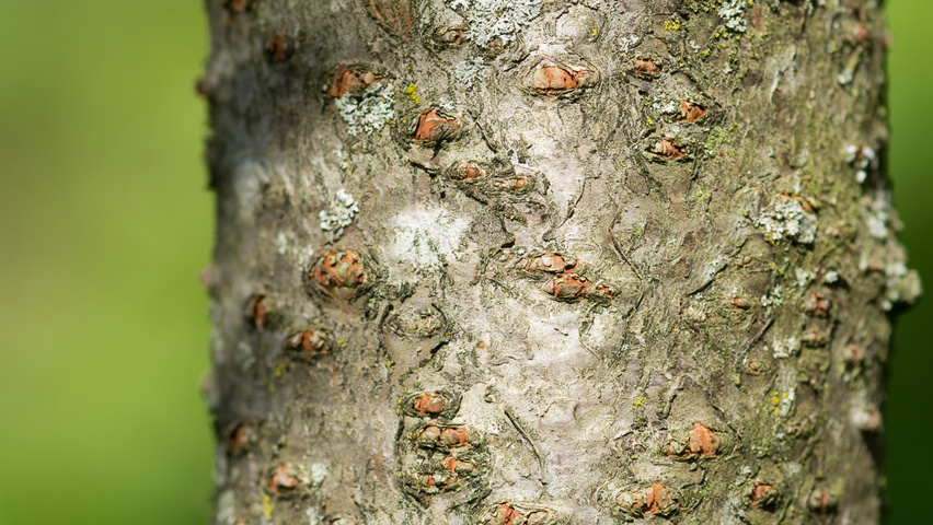 Rhus typhina 'Dissecta' kora