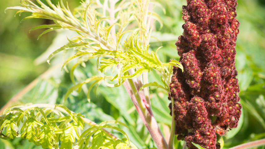 Rhus typhina 'Dissecta' kwiaty