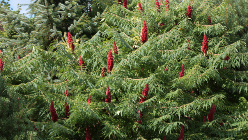 Rhus typhina 'Dissecta' liście