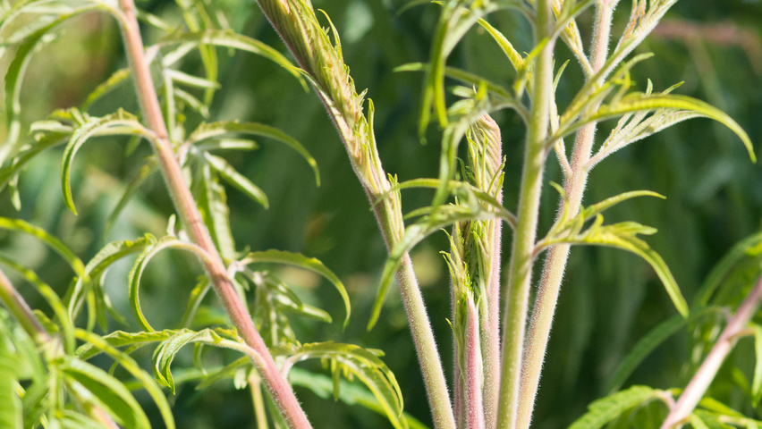 Rhus typhina 'Dissecta' liście