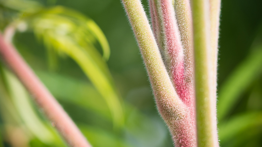 Rhus typhina 'Dissecta' pędy