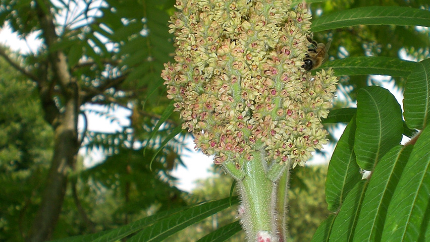 Rhus typhina цветки