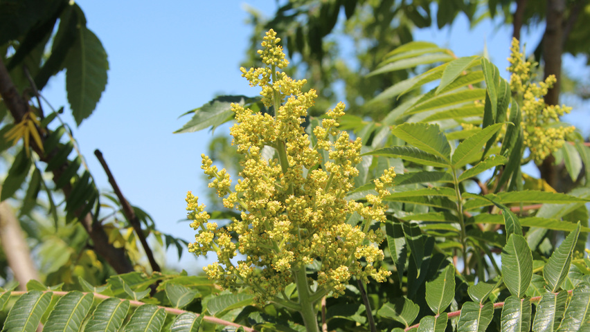 Rhus typhina цветки