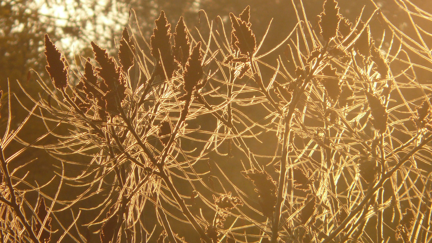 Rhus typhina плоды
