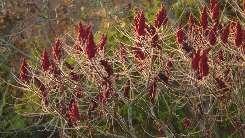 Rhus typhina плоды