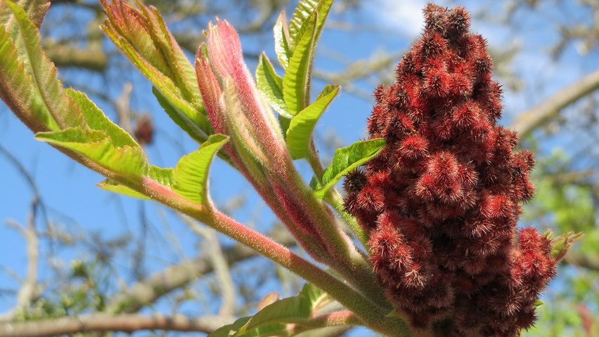 Rhus typhina плоды