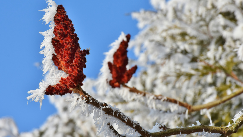 Rhus typhina плоды