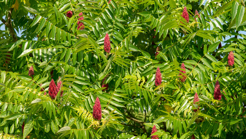 Rhus typhina плоды