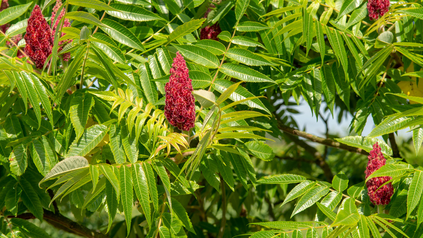 Rhus typhina плоды
