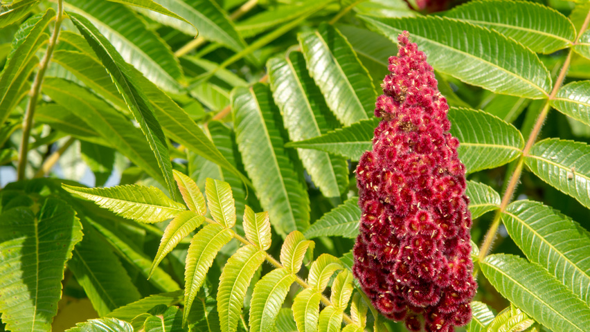 Rhus typhina плоды