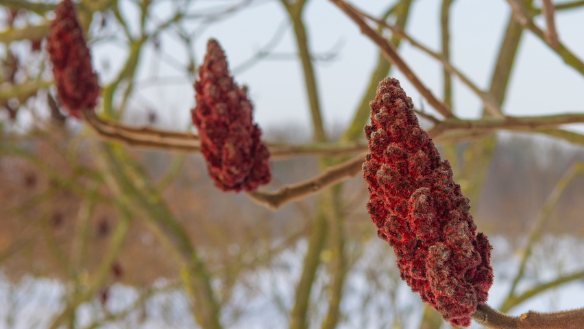 Rhus typhina плоды